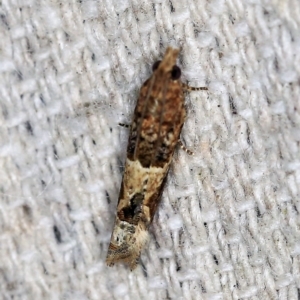 Crocidosema plebejana at O'Connor, ACT - 29 Oct 2019 11:46 PM