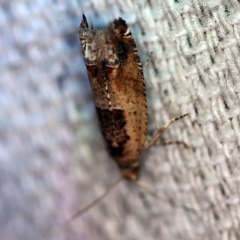 Crocidosema plebejana at O'Connor, ACT - 29 Oct 2019 11:46 PM