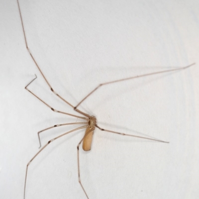 Pholcus phalangioides (Daddy-long-legs spider) at Kambah, ACT - 10 Dec 2019 by Marthijn