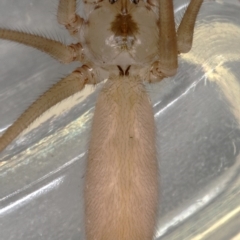 Pholcus phalangioides at Kambah, ACT - 10 Dec 2019 08:39 PM