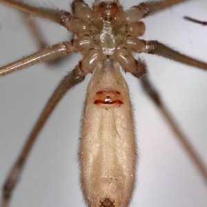 Pholcus phalangioides at Kambah, ACT - 10 Dec 2019 08:39 PM