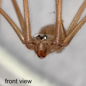 Pholcus phalangioides at Kambah, ACT - 10 Dec 2019 08:39 PM