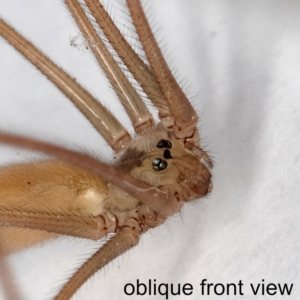 Pholcus phalangioides at Kambah, ACT - 10 Dec 2019 08:39 PM