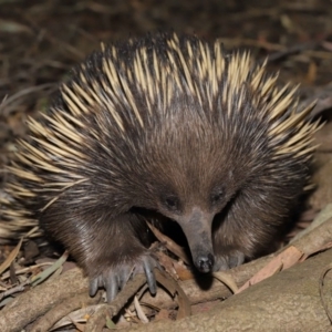 Tachyglossus aculeatus at Acton, ACT - 6 Dec 2019 12:56 PM