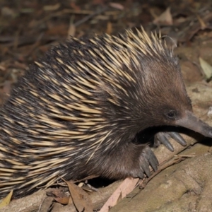 Tachyglossus aculeatus at Acton, ACT - 6 Dec 2019