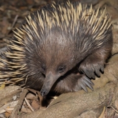 Tachyglossus aculeatus at Acton, ACT - 6 Dec 2019