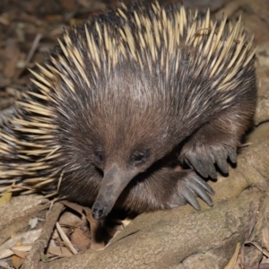 Tachyglossus aculeatus at Acton, ACT - 6 Dec 2019