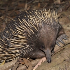 Tachyglossus aculeatus at Acton, ACT - 6 Dec 2019 12:56 PM