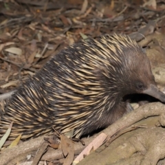 Tachyglossus aculeatus at Acton, ACT - 6 Dec 2019 12:56 PM