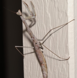 Archimantis latistyla at Evatt, ACT - 10 Dec 2019