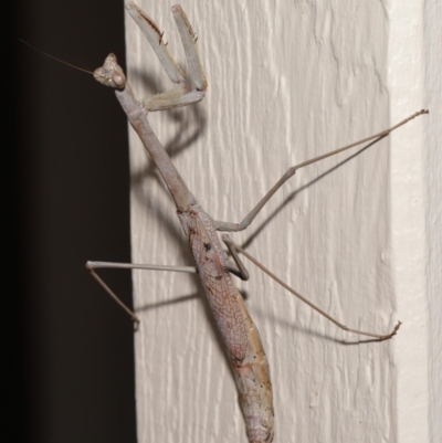 Archimantis latistyla (Stick Mantis, Large Brown Mantis) at Evatt, ACT - 10 Dec 2019 by TimL