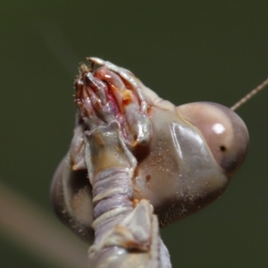 Archimantis latistyla at Evatt, ACT - 10 Dec 2019