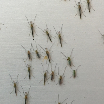 Chironomidae (family) (Non-biting Midge) at Mount Ainslie to Black Mountain - 8 Dec 2019 by YellowButton