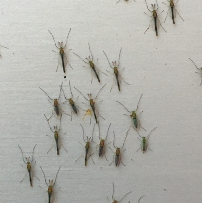 Chironomidae (family) (Non-biting Midge) at Acton, ACT - 8 Dec 2019 by YellowButton