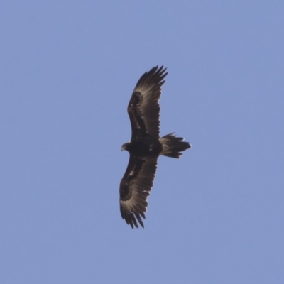 Aquila audax (Wedge-tailed Eagle) at Illilanga & Baroona - 6 Nov 2019 by Illilanga