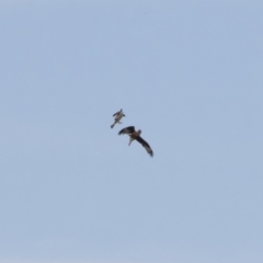 Hieraaetus morphnoides (Little Eagle) at Illilanga & Baroona - 14 Nov 2019 by Illilanga