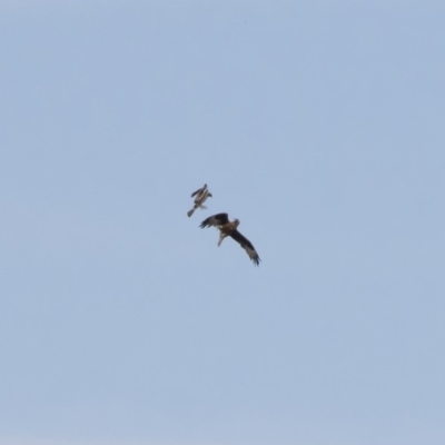 Hieraaetus morphnoides (Little Eagle) at Illilanga & Baroona - 14 Nov 2019 by Illilanga