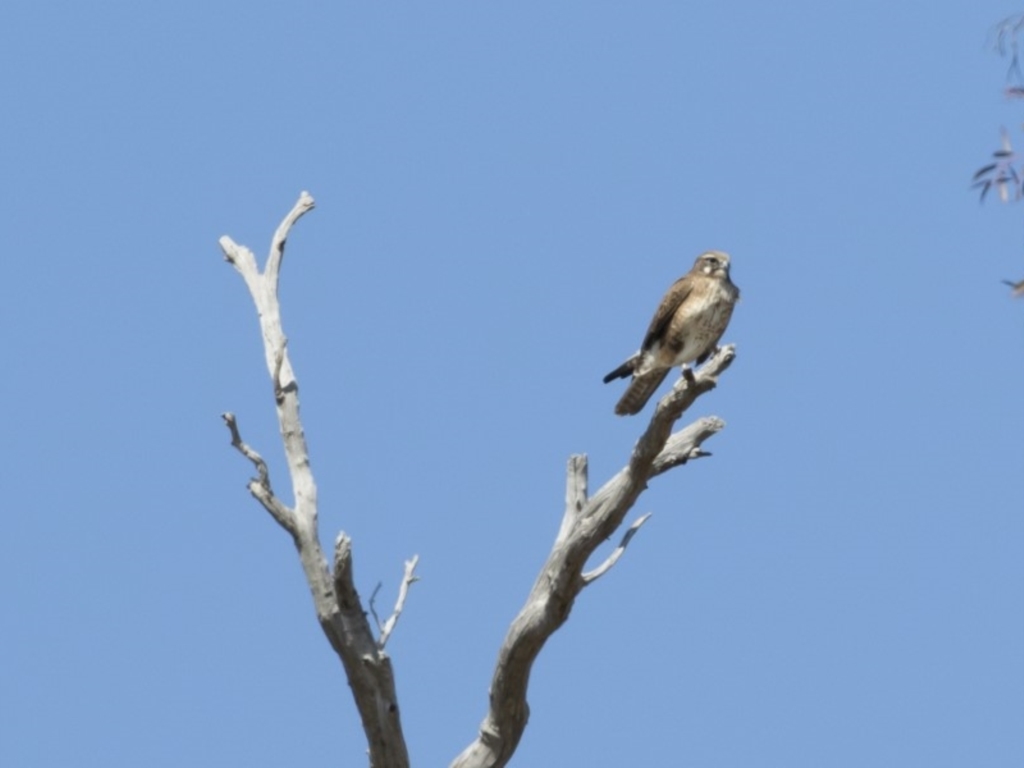 Falco berigora at Michelago, NSW - 8 Sep 2019