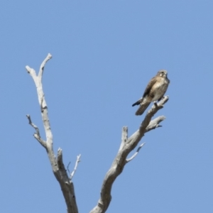 Falco berigora at Michelago, NSW - 8 Sep 2019