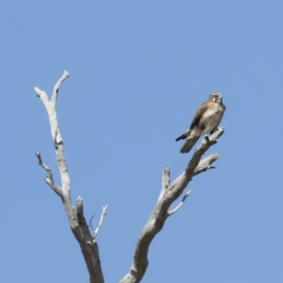 Falco berigora (Brown Falcon) at Michelago, NSW - 8 Sep 2019 by Illilanga