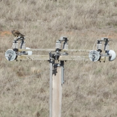 Falco berigora (Brown Falcon) at Michelago, NSW - 6 Nov 2019 by Illilanga