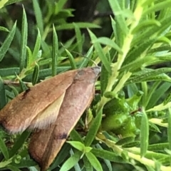 Tortricopsis uncinella (A concealer moth) at Aranda, ACT - 10 Dec 2019 by Jubeyjubes