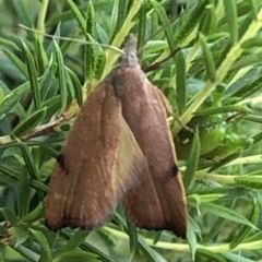 Tortricopsis uncinella at Aranda, ACT - 11 Dec 2019