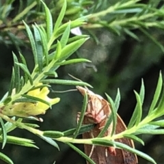 Tortricopsis uncinella at Aranda, ACT - 11 Dec 2019