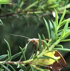 Tortricopsis uncinella at Aranda, ACT - 11 Dec 2019