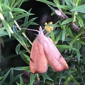 Tortricopsis uncinella at Aranda, ACT - 11 Dec 2019