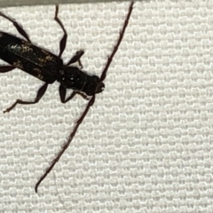 Coptocercus aberrans (Aberrans longhorn beetle) at Aranda, ACT - 10 Dec 2019 by Jubeyjubes