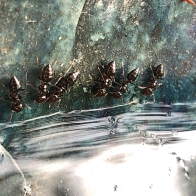 Crematogaster sp. (genus) (Acrobat ant, Cocktail ant) at Aranda, ACT - 10 Dec 2019 by Jubeyjubes