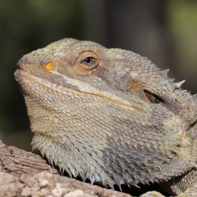Pogona barbata (Eastern Bearded Dragon) at Acton, ACT - 6 Dec 2019 by TimL