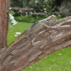 Pogona barbata at Acton, ACT - 6 Dec 2019