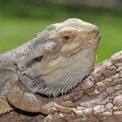 Pogona barbata at Acton, ACT - 6 Dec 2019