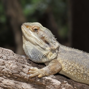 Pogona barbata at Acton, ACT - 6 Dec 2019