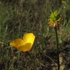 Ranunculus lappaceus (Australian Buttercup) at Gigerline Nature Reserve - 11 Nov 2019 by michaelb