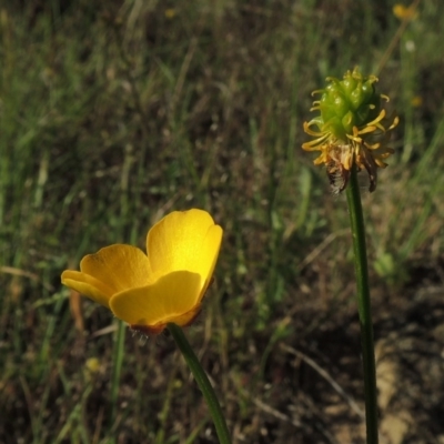 Ranunculus lappaceus (Australian Buttercup) at Tennent, ACT - 11 Nov 2019 by michaelb