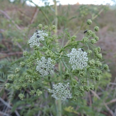 Conium maculatum (Hemlock) at Tennent, ACT - 11 Nov 2019 by MichaelBedingfield