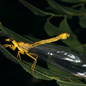 Nymphes myrmeleonoides at Ainslie, ACT - 11 Dec 2019 06:56 AM