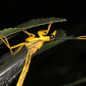 Nymphes myrmeleonoides at Ainslie, ACT - 11 Dec 2019