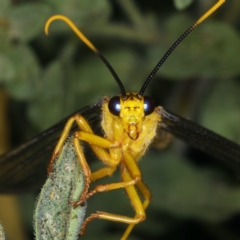 Nymphes myrmeleonoides at Ainslie, ACT - 11 Dec 2019 06:56 AM