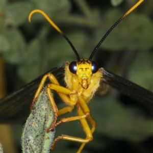 Nymphes myrmeleonoides at Ainslie, ACT - 11 Dec 2019 06:56 AM