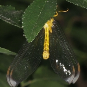 Nymphes myrmeleonoides at Ainslie, ACT - 11 Dec 2019 06:59 AM