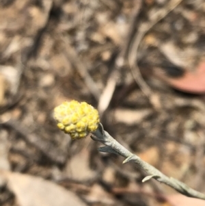 Calocephalus citreus at Carwoola, NSW - 9 Dec 2019