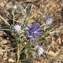 Eryngium ovinum (Blue Devil) at Carwoola, NSW - 9 Dec 2019 by MeganDixon