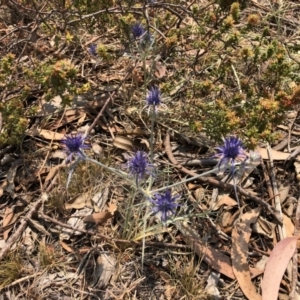 Eryngium ovinum at Carwoola, NSW - 9 Dec 2019