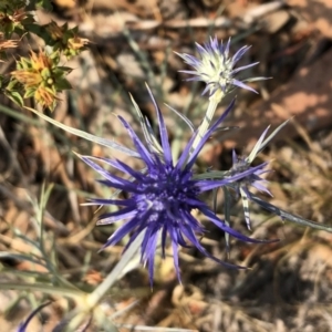 Eryngium ovinum at Carwoola, NSW - 9 Dec 2019