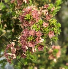 Calytrix tetragona (Common Fringe-myrtle) at Carwoola, NSW - 23 Nov 2019 by MeganDixon