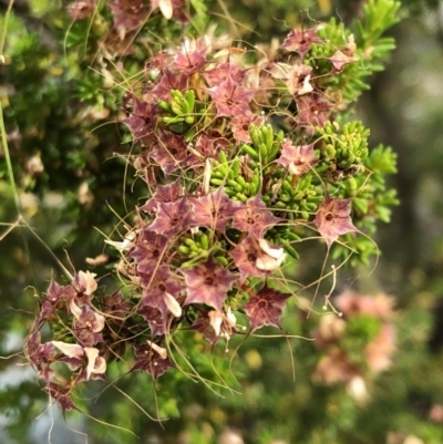 Calytrix tetragona (Common Fringe-myrtle) at Carwoola, NSW - 24 Nov 2019 by MeganDixon